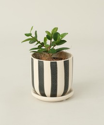 TODAY'S SPECIAL(�g�D�f�C�Y�X�y�V����)��KUVIO PLT STR S / 681376(�t�����[�x�[�X)