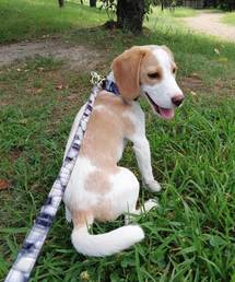 CLAIRE（クレア）の「【CLAIRE】ステンドグラスイタリアンレザーリード（リード/ハーネス/首輪）」