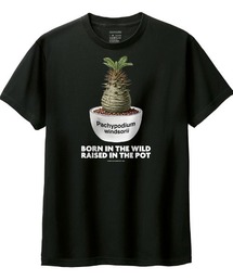 Moftique(モフティック) 半袖Tシャツ パキポディウム ウィンゾリー コーデックス 塊根植物 多肉植物 プリント Tシャツ 半袖 トップス カットソー メンズ レディース ユニセックス 夏