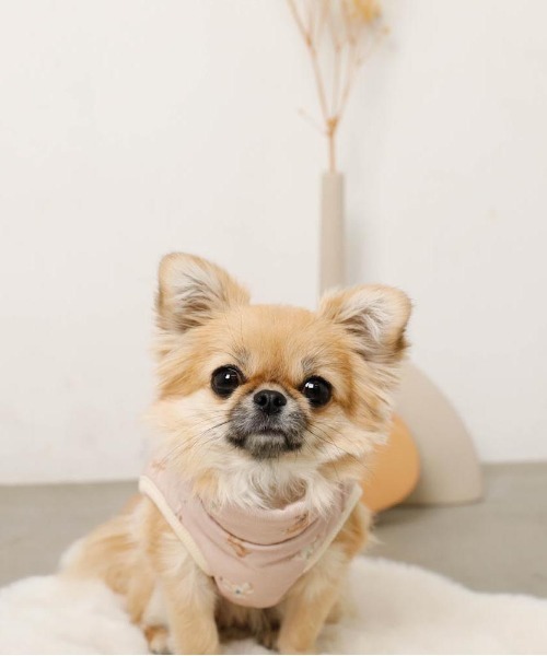 コーデュロイくまさん裏ボアベスト（ペットウェア）｜moncheri（モンシェリ） pattayablatt.com