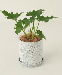 TODAY'S SPECIAL(�g�D�f�C�Y�X�y�V����)��MELD PLT L / 681374(�t�����[�x�[�X)