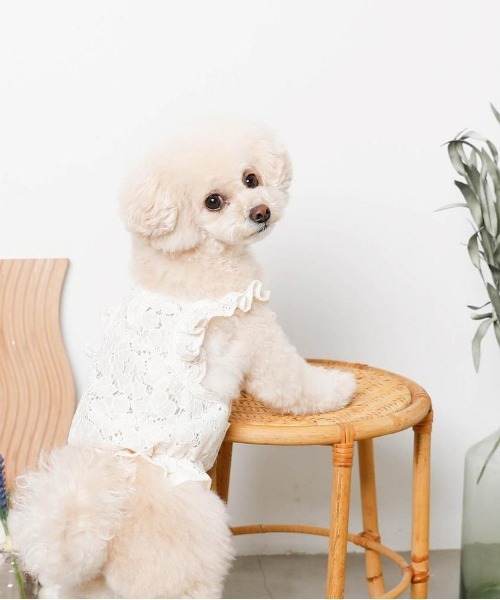 犬服 SS わんこの普段着 フラワーアンジェ最新