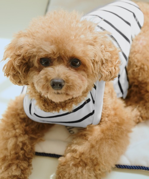 ROPE' PICNIC（ロペピクニック）の「【DOG】リンクボーダータンクトップ（ペットウェア・レディース・ブラック系その他/ブルー系その他/ブラウン・L/D/S/M）」の6枚目の写真