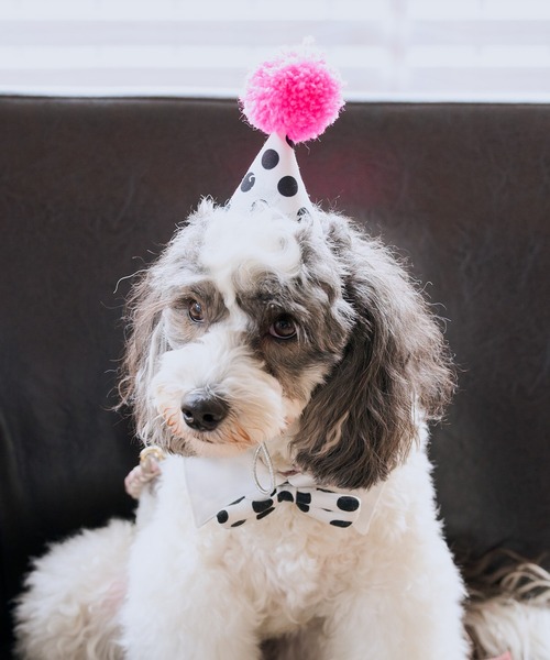 ROPE' PICNIC(ロペピクニック)の「【DOG】【comif(コミフ)×ROPE' PICNIC】バースデーセット(ペットウェア・レディース・ピンク系その他/ライトグリーン・FREE)」の1枚目の写真