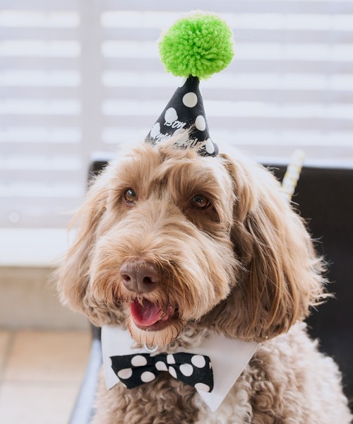 ROPE' PICNIC(ロペピクニック)の「【DOG】【comif(コミフ)×ROPE' PICNIC】バースデーセット(ペットウェア・レディース・ピンク系その他/ライトグリーン・FREE)」の2枚目の写真