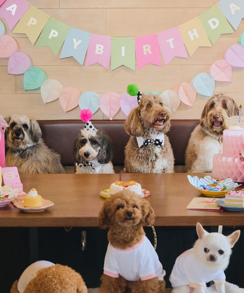 ROPE' PICNIC(ロペピクニック)の「【DOG】【comif(コミフ)×ROPE' PICNIC】バースデーセット(ペットウェア・レディース・ピンク系その他/ライトグリーン・FREE)」の4枚目の写真
