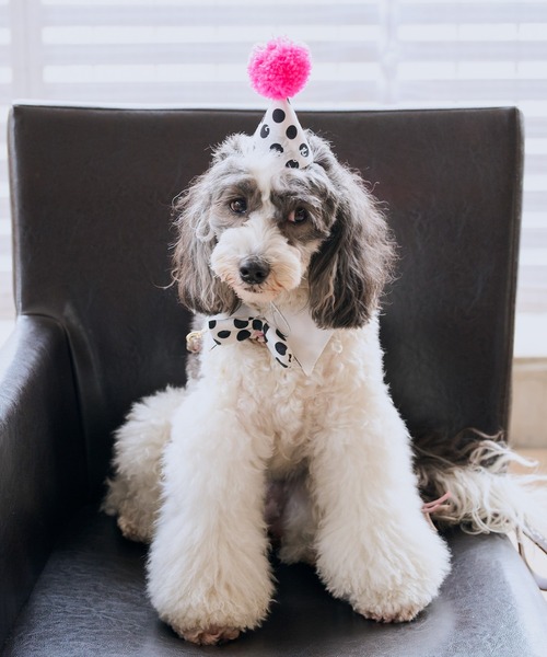 ROPE' PICNIC(ロペピクニック)の「【DOG】【comif(コミフ)×ROPE' PICNIC】バースデーセット(ペットウェア・レディース・ピンク系その他/ライトグリーン・FREE)」の8枚目の写真