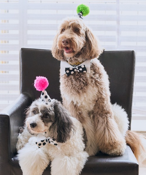 ROPE' PICNIC(ロペピクニック)の「【DOG】【comif(コミフ)×ROPE' PICNIC】バースデーセット(ペットウェア・レディース・ピンク系その他/ライトグリーン・FREE)」の10枚目の写真