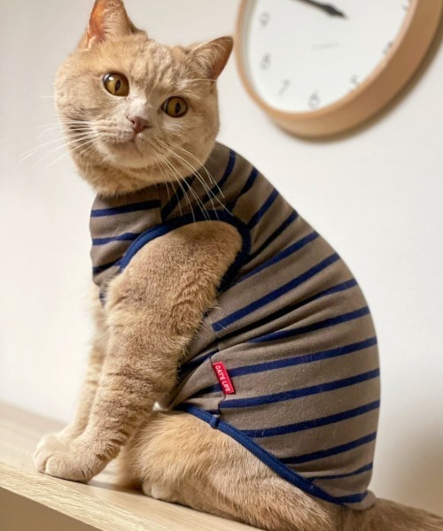 猫の暮らし(ネコノクラシ)の「猫の暮らし/ねこのくらし/ウォームベストキャット/猫用品(ペットウェア・レディース・ネイビー/ピンク/イエロー・S/M/L)」の1枚目の写真