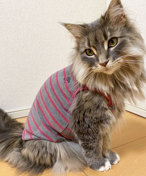 猫の暮らし(ネコノクラシ)の「猫の暮らし/ねこのくらし/ウォームベストキャット/猫用品(ペットウェア・レディース・ネイビー/ピンク/イエロー・S/M/L)」の3枚目の写真
