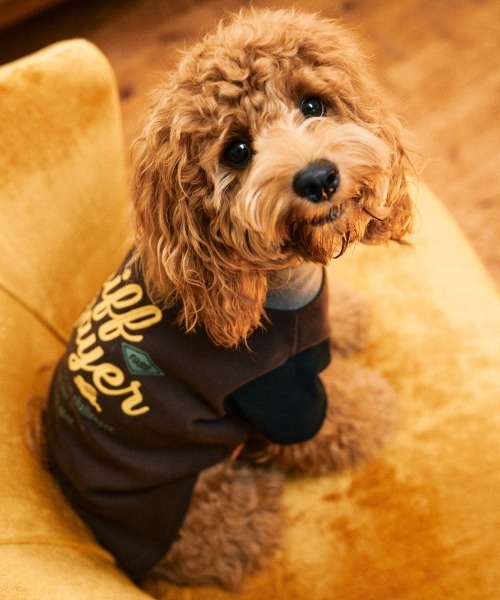 KRIFF MAYER（クリフメイヤー）の「【犬服･ストレッチ･着脱簡単】DOGもちのびT(ロゴ)（ペットウェア・レディース・ダークブラウン/レッド/グレー/カラフル/ブラック/ナチュラル/ダークブルー・SMALL/XX-LARGE/X-LARGE/LARGE/MEDIUM）」の3枚目の写真