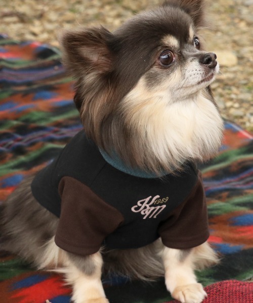 KRIFF MAYER（クリフメイヤー）の「【犬服･ストレッチ･着脱簡単】DOGもちのびT(ロゴ)（ペットウェア・レディース・ダークブラウン/レッド/グレー/カラフル/ブラック/ナチュラル/ダークブルー・SMALL/XX-LARGE/X-LARGE/LARGE/MEDIUM）」の2枚目の写真