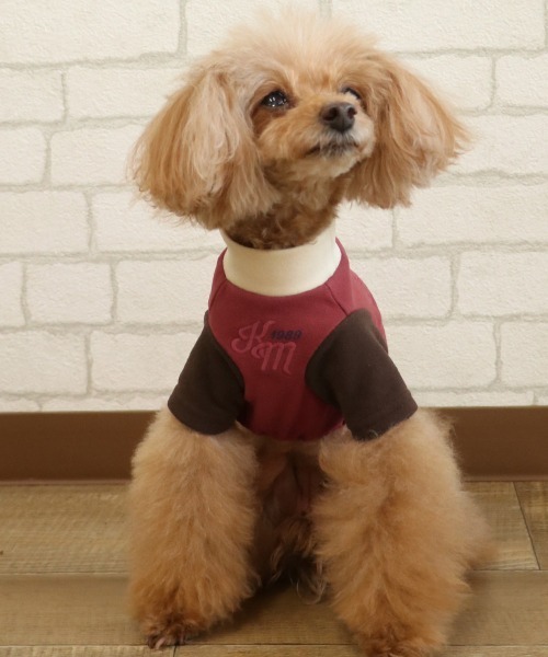 KRIFF MAYER（クリフメイヤー）の「【犬服･ストレッチ･着脱簡単】DOGもちのびT(ロゴ)（ペットウェア・レディース・ダークブラウン/レッド/グレー/カラフル/ブラック/ナチュラル/ダークブルー・SMALL/XX-LARGE/X-LARGE/LARGE/MEDIUM）」の17枚目の写真