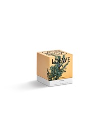 LOEWE Perfumes（ロエベ パルファム）の「ロエベ キャンドル