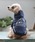 XLARGEiGNXg[Wj́uXLARGE/OG؂ւt[fB[iybgEFAjvblCr[