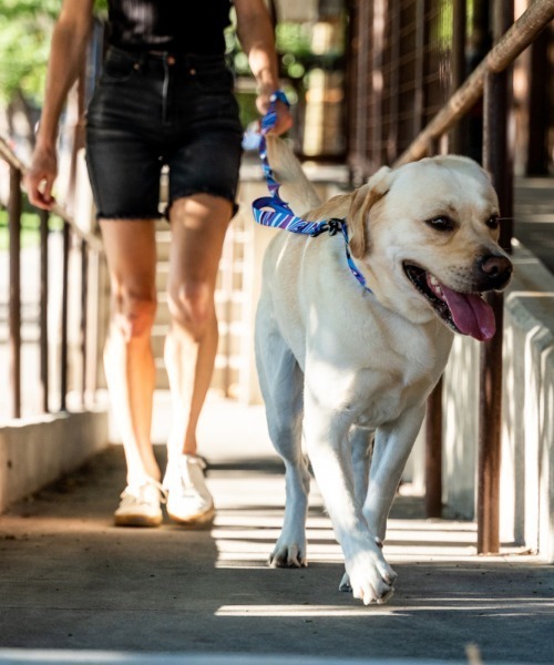 WOLFGANG/ウルフギャング 犬用 リード MarbleWave Leash Mサイズ WL-002-102（リード/ハーネス/首輪）｜WOLFGANG MAN＆BEAST（ウルフギャングマンアンドビースト）