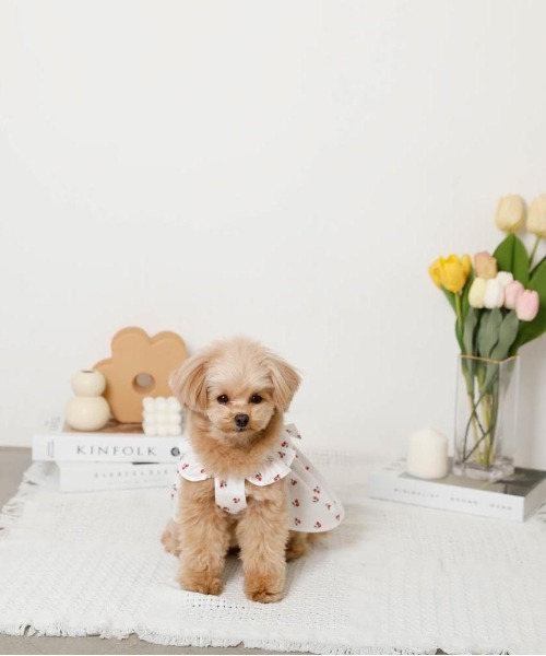 moncheri（モンシェリ）の「冷感フリルリボンさくらんぼワンピース（ペットウェア・レディース・ホワイト・XL/L/M/S/XS）」の6枚目の写真