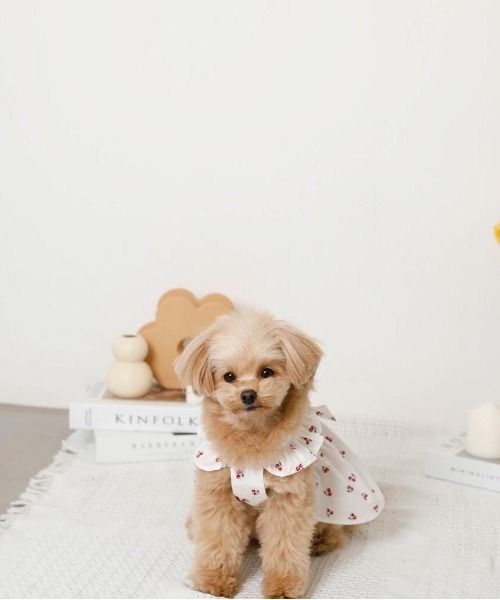 moncheri（モンシェリ）の「冷感フリルリボンさくらんぼワンピース（ペットウェア・レディース・ホワイト・XL/L/M/S/XS）」の5枚目の写真