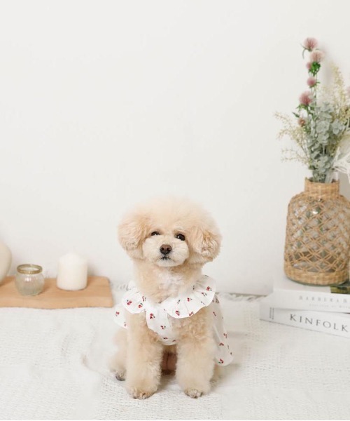 moncheri（モンシェリ）の「冷感フリルリボンさくらんぼワンピース（ペットウェア・レディース・ホワイト・XL/L/M/S/XS）」の4枚目の写真