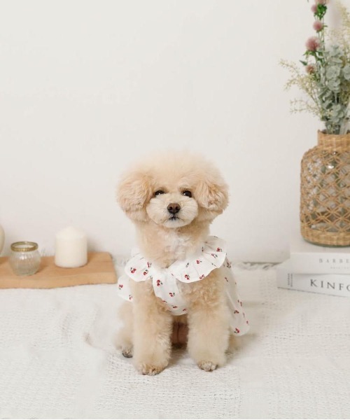 moncheri（モンシェリ）の「冷感フリルリボンさくらんぼワンピース（ペットウェア・レディース・ホワイト・XL/L/M/S/XS）」の3枚目の写真