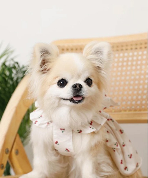 moncheri（モンシェリ）の「冷感フリルリボンさくらんぼワンピース（ペットウェア・レディース・ホワイト・XL/L/M/S/XS）」の12枚目の写真