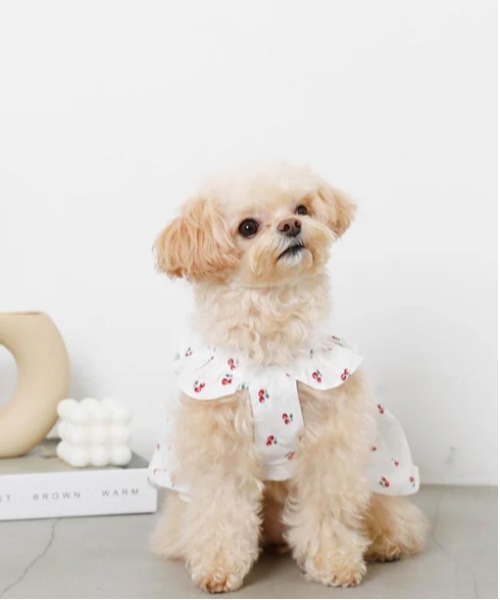 moncheri（モンシェリ）の「冷感フリルリボンさくらんぼワンピース（ペットウェア・レディース・ホワイト・XL/L/M/S/XS）」の13枚目の写真