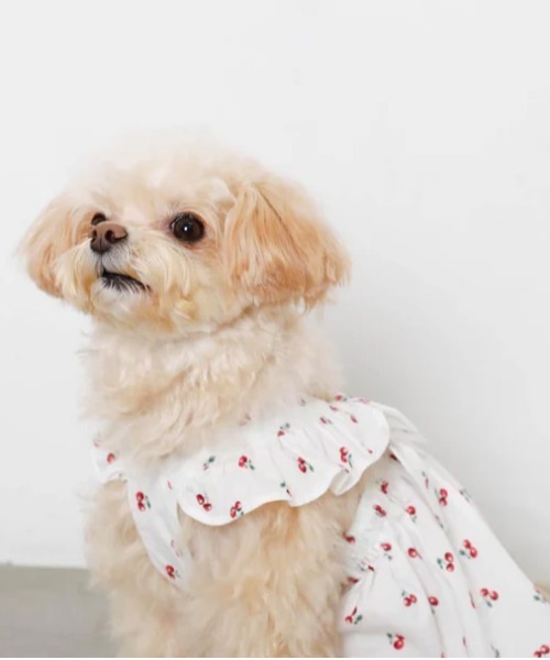 moncheri（モンシェリ）の「冷感フリルリボンさくらんぼワンピース（ペットウェア・レディース・ホワイト・XL/L/M/S/XS）」の14枚目の写真