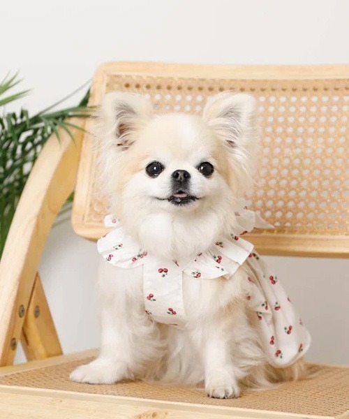 moncheri（モンシェリ）の「冷感フリルリボンさくらんぼワンピース（ペットウェア・レディース・ホワイト・XL/L/M/S/XS）」の15枚目の写真