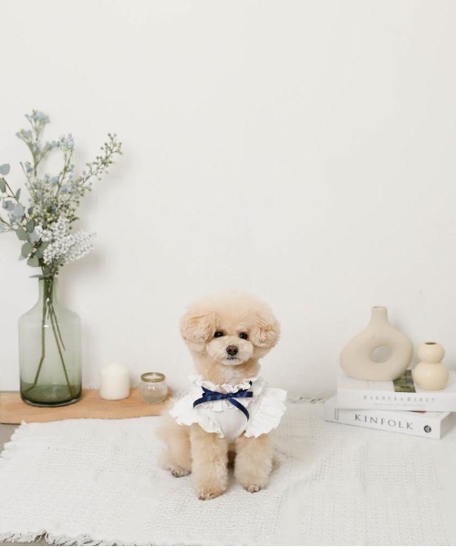 moncheri（モンシェリ）の「リボンスリーブフリルトップス【伸縮性あり・4サイズ展開】（ペットウェア・レディース・ベージュ/ホワイト/ネイビー/ピンク・XL/L/M/S）」の17枚目の写真