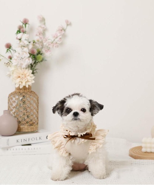 moncheri（モンシェリ）の「リボンスリーブフリルトップス【伸縮性あり・4サイズ展開】（ペットウェア・レディース・ベージュ/ホワイト/ネイビー/ピンク・XL/L/M/S）」の15枚目の写真