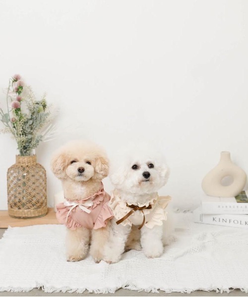 moncheri（モンシェリ）の「リボンスリーブフリルトップス【伸縮性あり・4サイズ展開】（ペットウェア・レディース・ベージュ/ホワイト/ネイビー/ピンク・XL/L/M/S）」の14枚目の写真