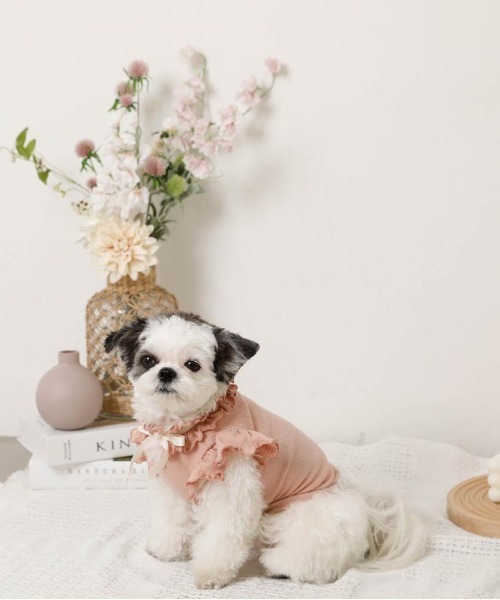 moncheri（モンシェリ）の「リボンスリーブフリルトップス【伸縮性あり・4サイズ展開】（ペットウェア・レディース・ベージュ/ホワイト/ネイビー/ピンク・XL/L/M/S）」の12枚目の写真