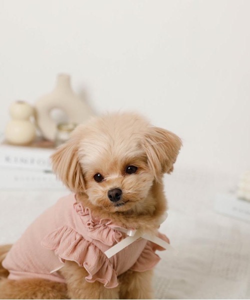 moncheri（モンシェリ）の「リボンスリーブフリルトップス【伸縮性あり・4サイズ展開】（ペットウェア・レディース・ベージュ/ホワイト/ネイビー/ピンク・XL/L/M/S）」の6枚目の写真