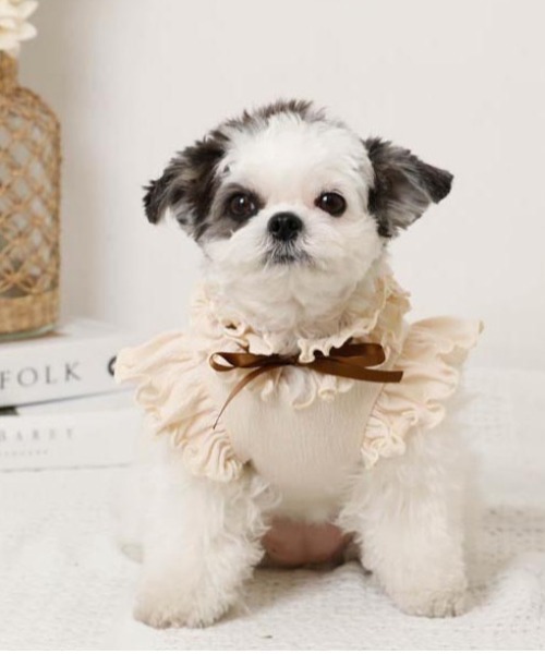 moncheri（モンシェリ）の「リボンスリーブフリルトップス【伸縮性あり・4サイズ展開】（ペットウェア・レディース・ベージュ/ホワイト/ネイビー/ピンク・XL/L/M/S）」の22枚目の写真