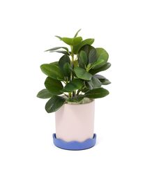【新品未使用】Francfranc クラシカ ピーコック オブジェ グリーン Francfranc（フランフラン）の「クラシカ ピーコック オブジェ