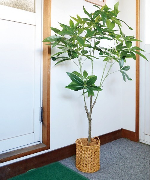 【セール】フェイクグリーン 120cm パキラ オリーブ（フラワーベース）｜emesuelee（エメスーリー）