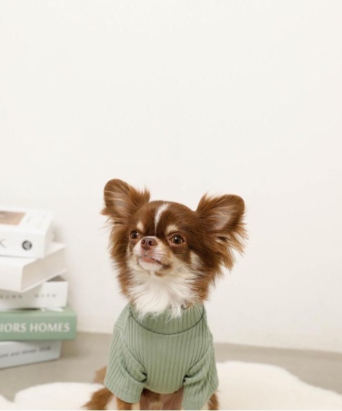 セール】シンプルハイネックリブトップス / 犬服 / ドッグウェア