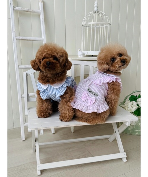 minimo/シアサッカーワンピース L/XLサイズ /犬服(ドッグウェア)(SU