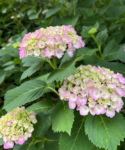 Alley Tokyo（アリートーキョー）の「プリーツミニボウタイワンピ（ワンピース・レディース・サックスブルー/オフホワイト/ベージュ/ホワイト/ブルー・FREE）」の20枚目の写真