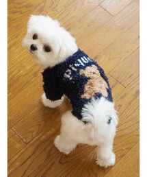 gelato pique(WF[gsP)́yHOLIDAYzyCAT&DOGzWF[gXm[xAWK[hvI[o[(ybgEFA)