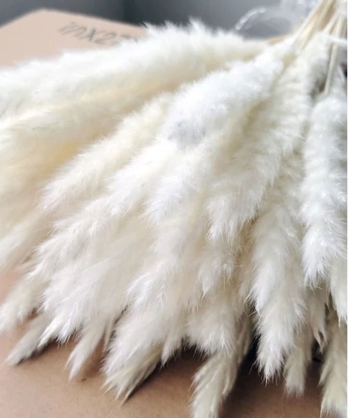 Port（ポート）の「パンパスグラス ドライフラワー ふわふわ インテリア 植物 ＃（インテリア雑貨・レディース・ホワイト/キナリ・FREE）」の4枚目の写真