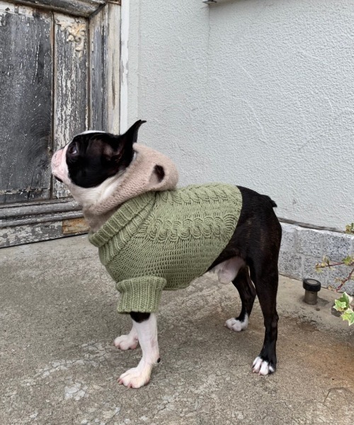 Dogケーブルニット ペットウェア Todayful トゥデイフル のファッション通販 Zozotown