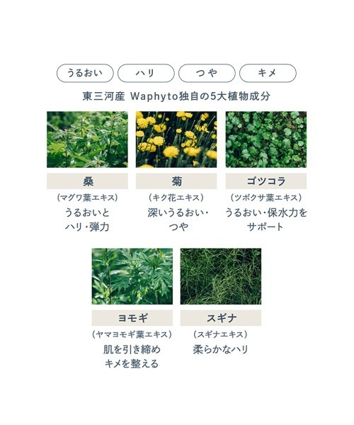 レジェナ トナー 145mL（化粧水）｜Waphyto（ワフィト）