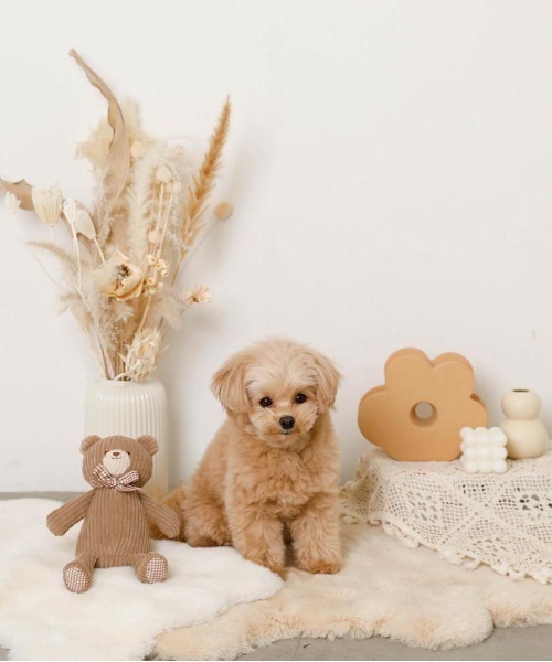 moncheri(モンシェリ)の「コーデュロイのくまさん / 犬服 / ドッグウェア(ペット用おもちゃ・レディース・ベージュ・FREE)」の7枚目の写真