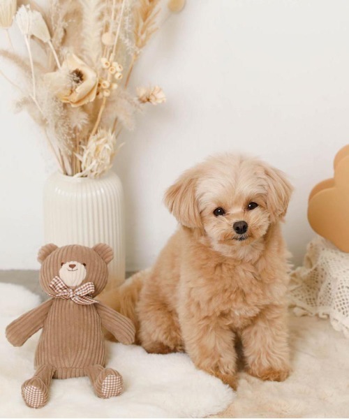 moncheri(モンシェリ)の「コーデュロイのくまさん / 犬服 / ドッグウェア(ペット用おもちゃ・レディース・ベージュ・FREE)」の8枚目の写真