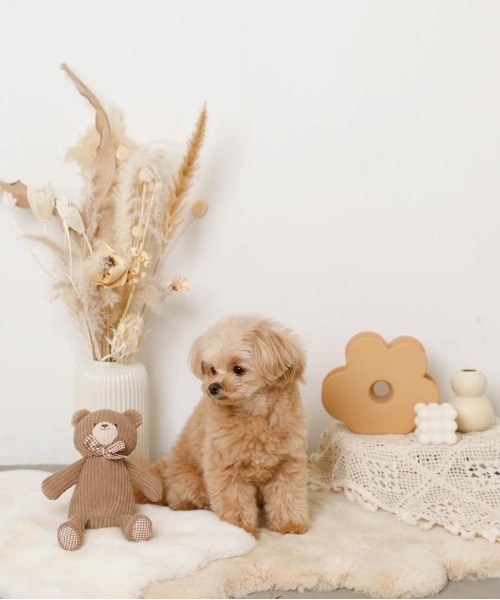 moncheri(モンシェリ)の「コーデュロイのくまさん / 犬服 / ドッグウェア(ペット用おもちゃ・レディース・ベージュ・FREE)」の9枚目の写真