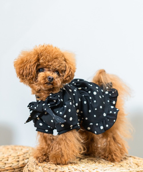 Toyome（トヨミー）の「【飼い主と犬服のペアルックセット】リボンタイ付きドット柄ワンピース（ペットウェア・レディース・ブラック/グリーン・M/S/XXS/L/SS）」の19枚目の写真