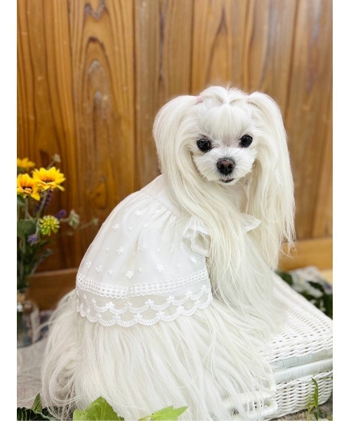 yukiemon犬図鑑長袖ワンピース ベージュ minimo】シースルーワンピース/犬服(ドッグウェア)(SU)（ペット