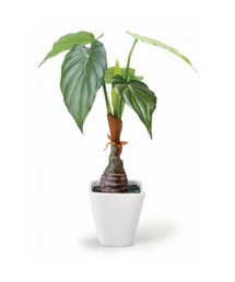 BACKYARD FAMILY（バックヤードファミリー）の「光触媒 インテリアグリーン KUポット（インテリア雑貨）」