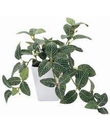 BACKYARD FAMILY（バックヤードファミリー）の「光触媒 インテリアグリーン KUポット（インテリア雑貨）」